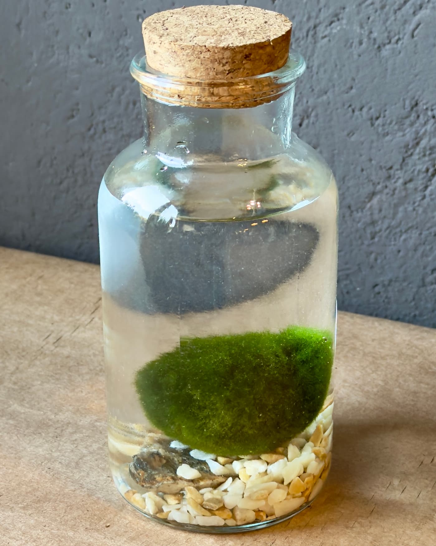 Marimo, alga giapponese in vaso di vetro